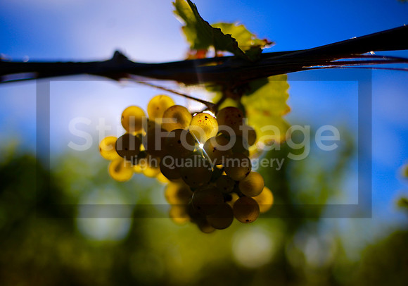 Wine Grapes on the Vine