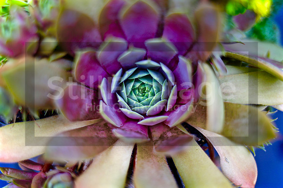 Iridescent Garden / Golden Ratio