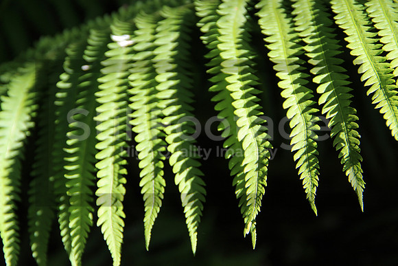 Fern